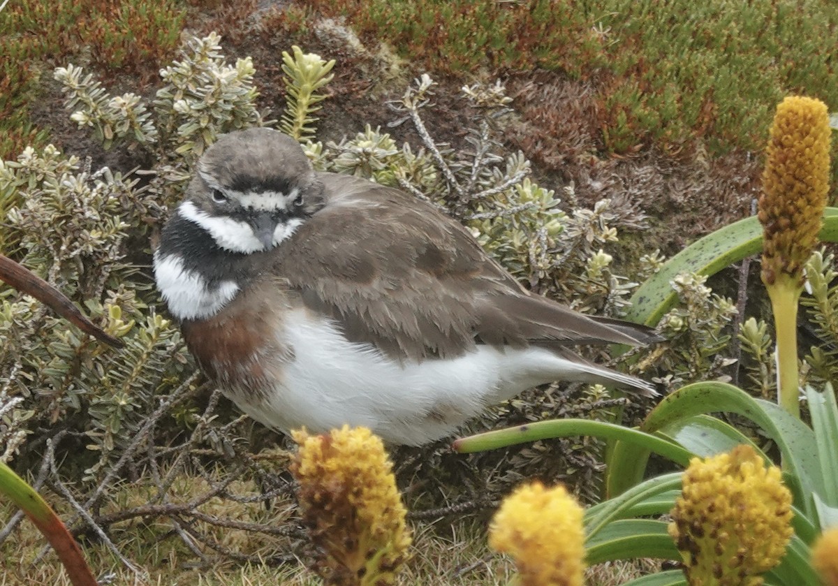Pluvier à double collier - ML648831568