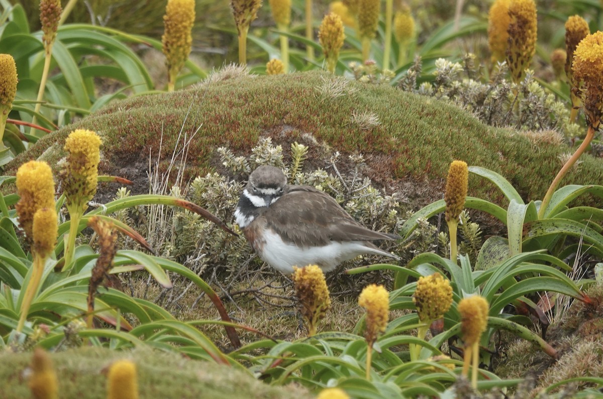 Pluvier à double collier - ML648831569