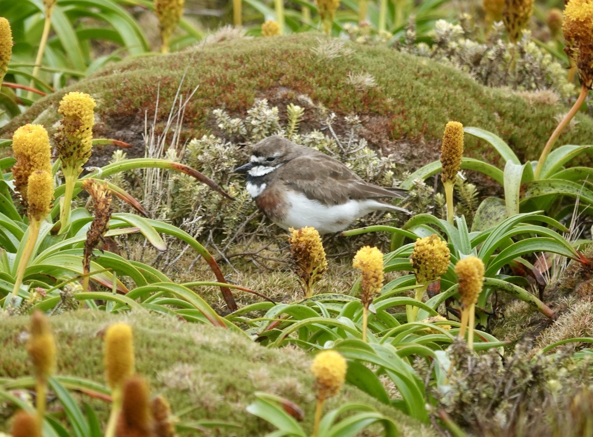 Pluvier à double collier - ML648831572