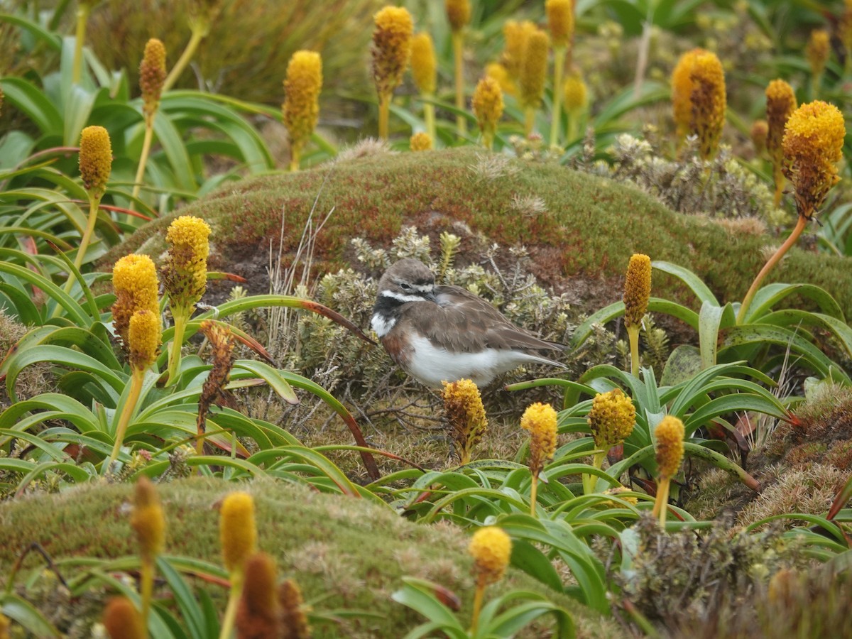 Pluvier à double collier - ML648831573