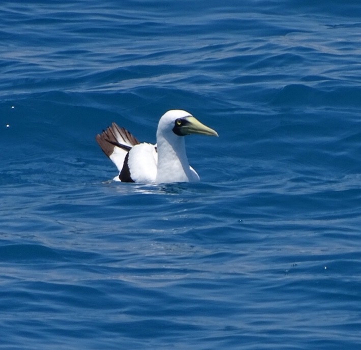 Maskentölpel - ML648831656