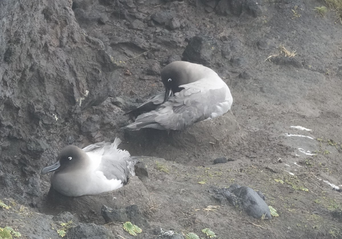 Albatros fuligineux - ML648831766