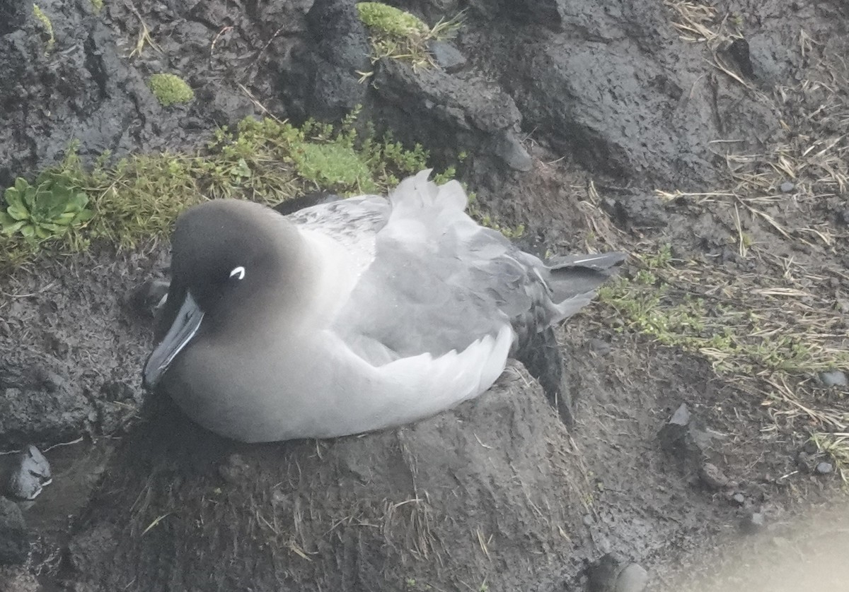 Albatros fuligineux - ML648831767