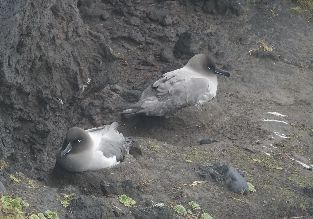 Albatros fuligineux - ML648831768