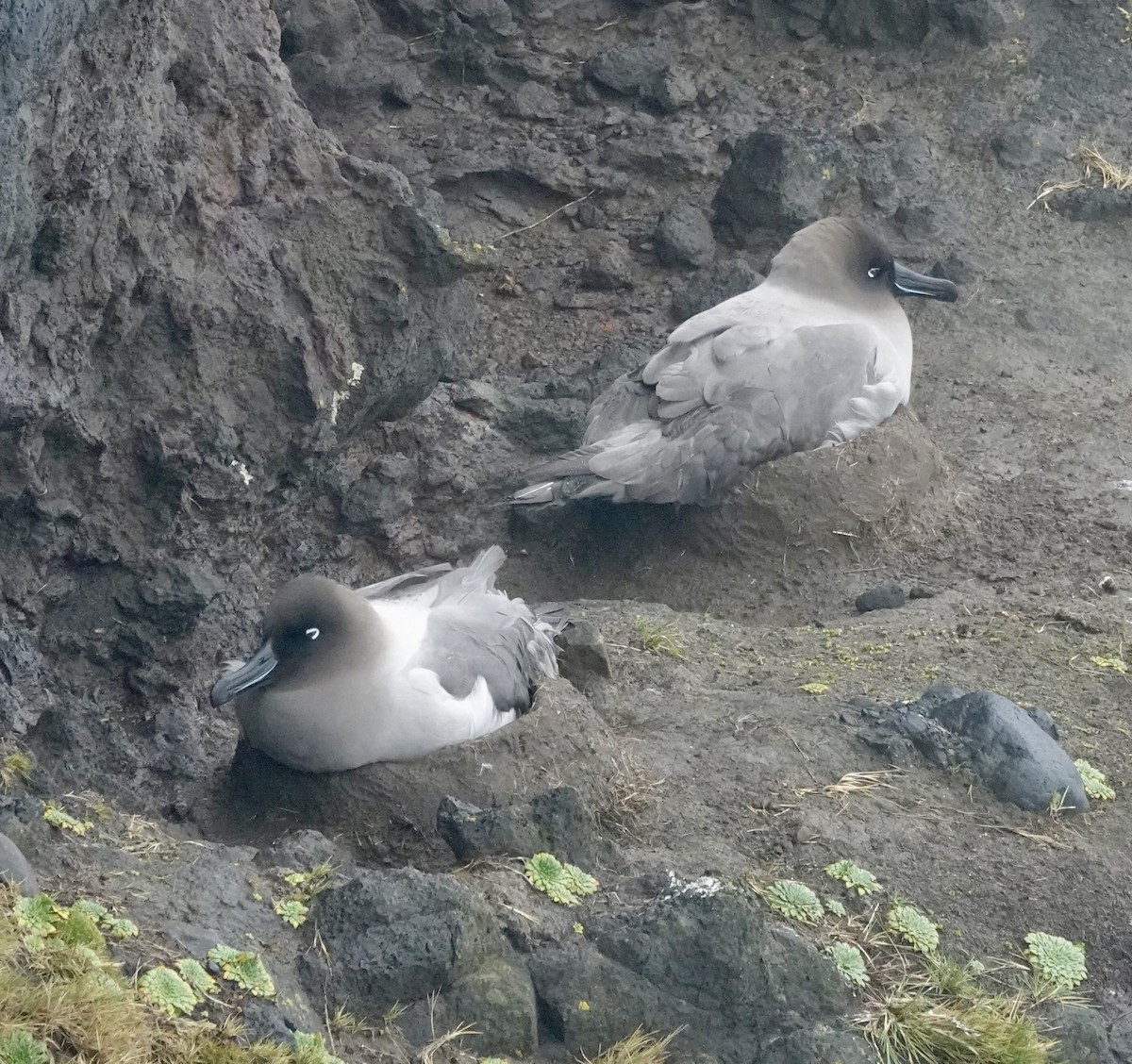 Albatros fuligineux - ML648831770