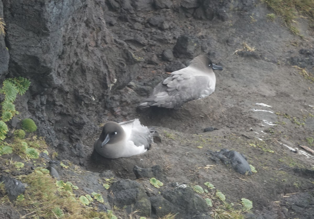 Albatros fuligineux - ML648831771