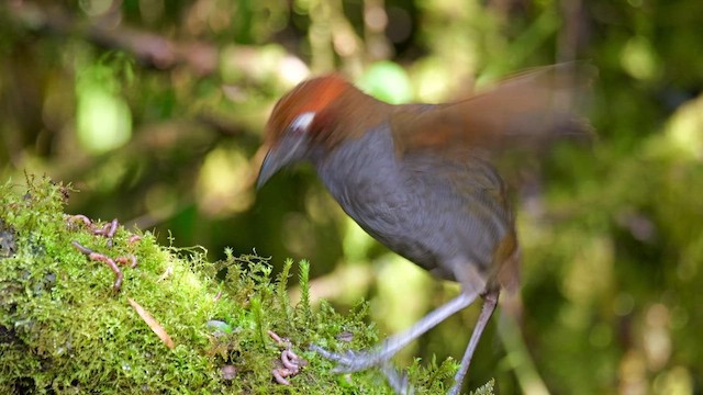Chestnut-naped Antpitta - ML648831818