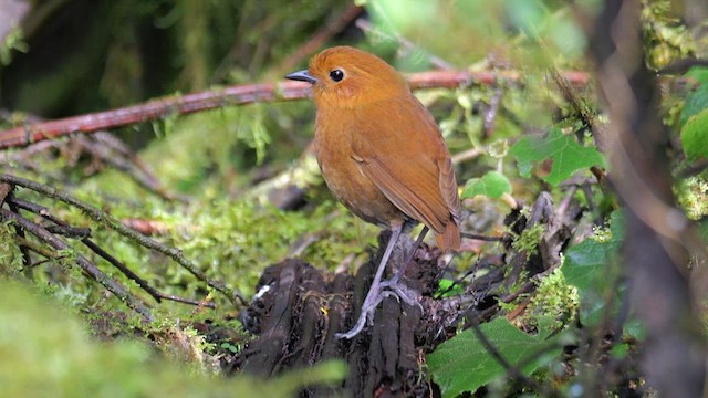 Equatorial Antpitta - ML648831876