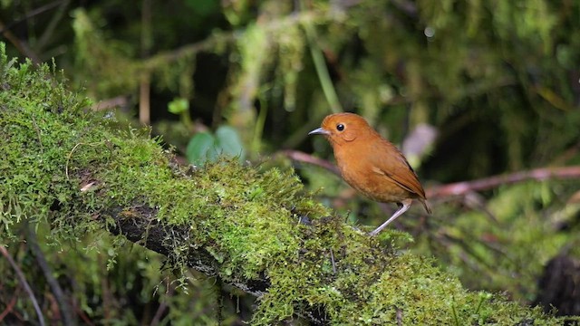 Equatorial Antpitta - ML648831877