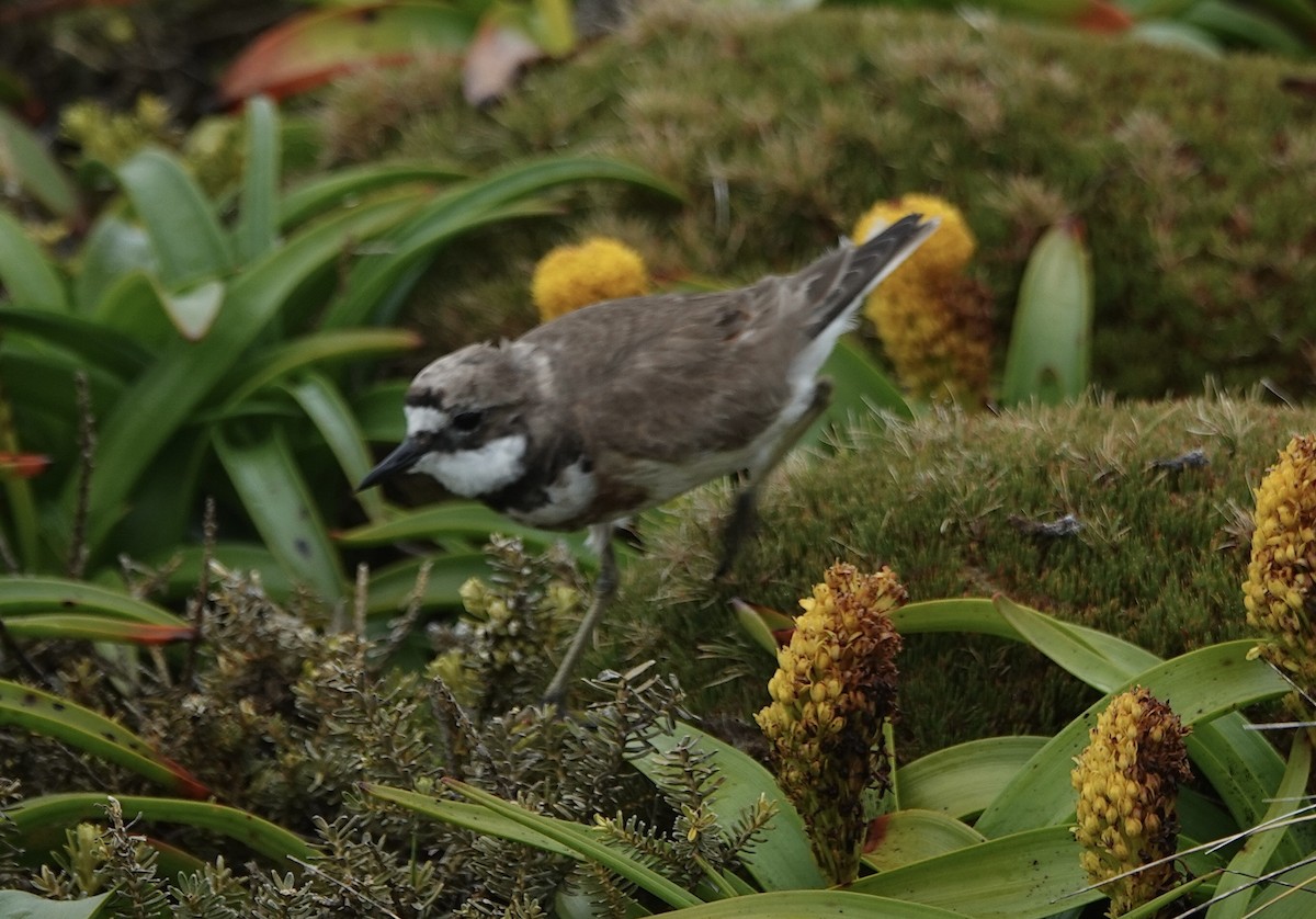Pluvier à double collier - ML648831879