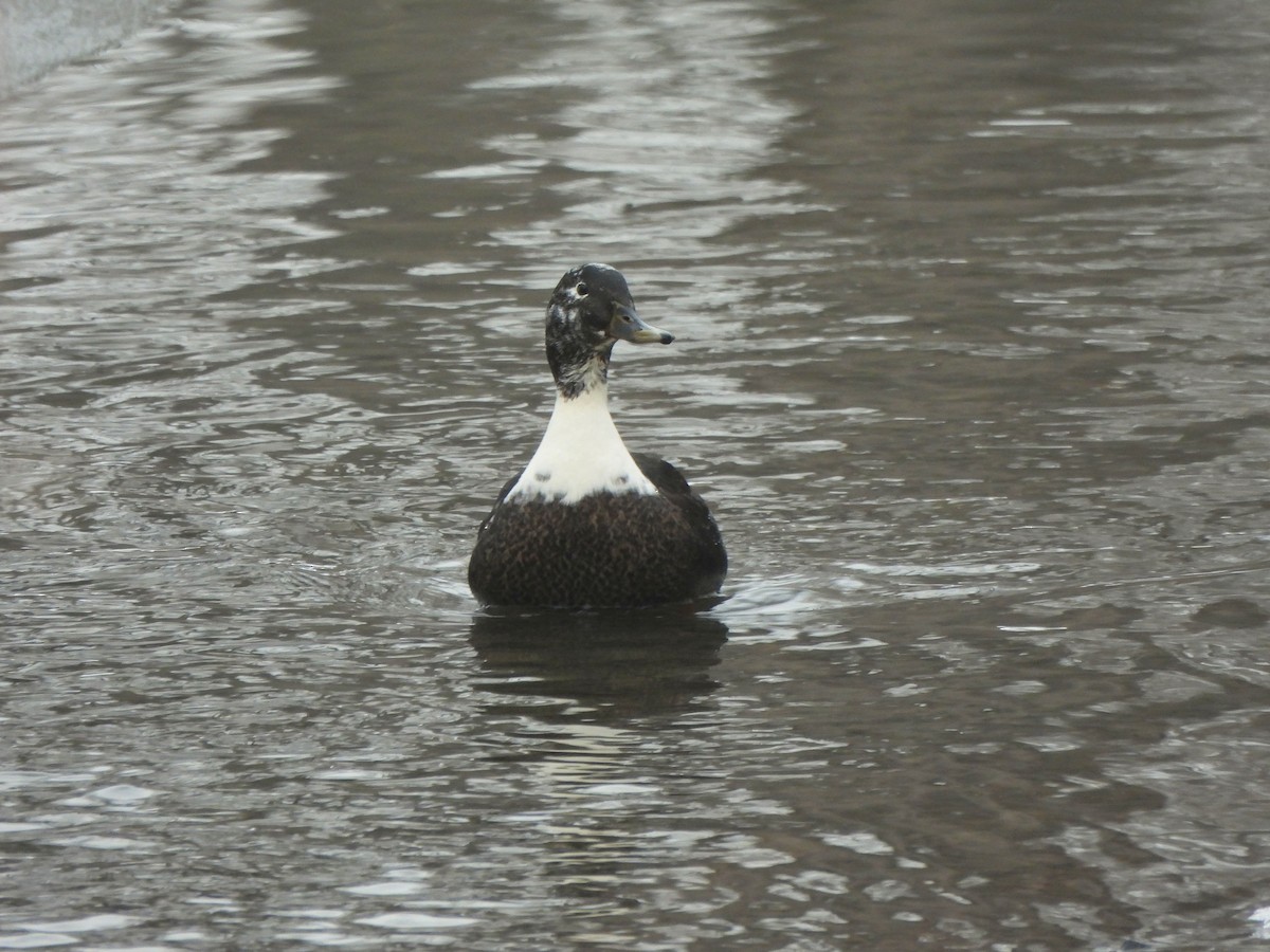 Yeşilbaş (evcil tip) - ML648832128