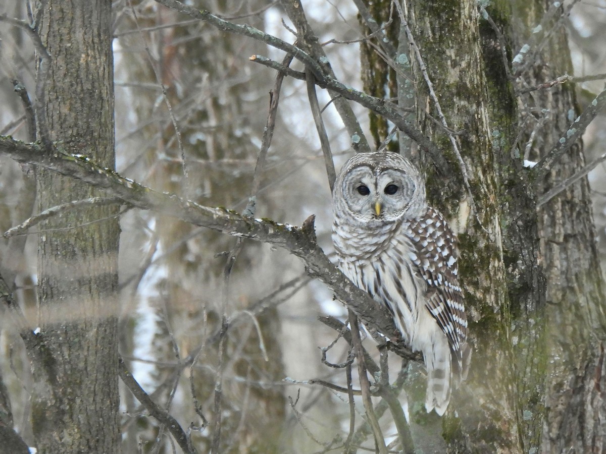 Çizgili Baykuş - ML648832156