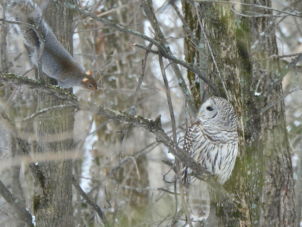 Çizgili Baykuş - ML648832158