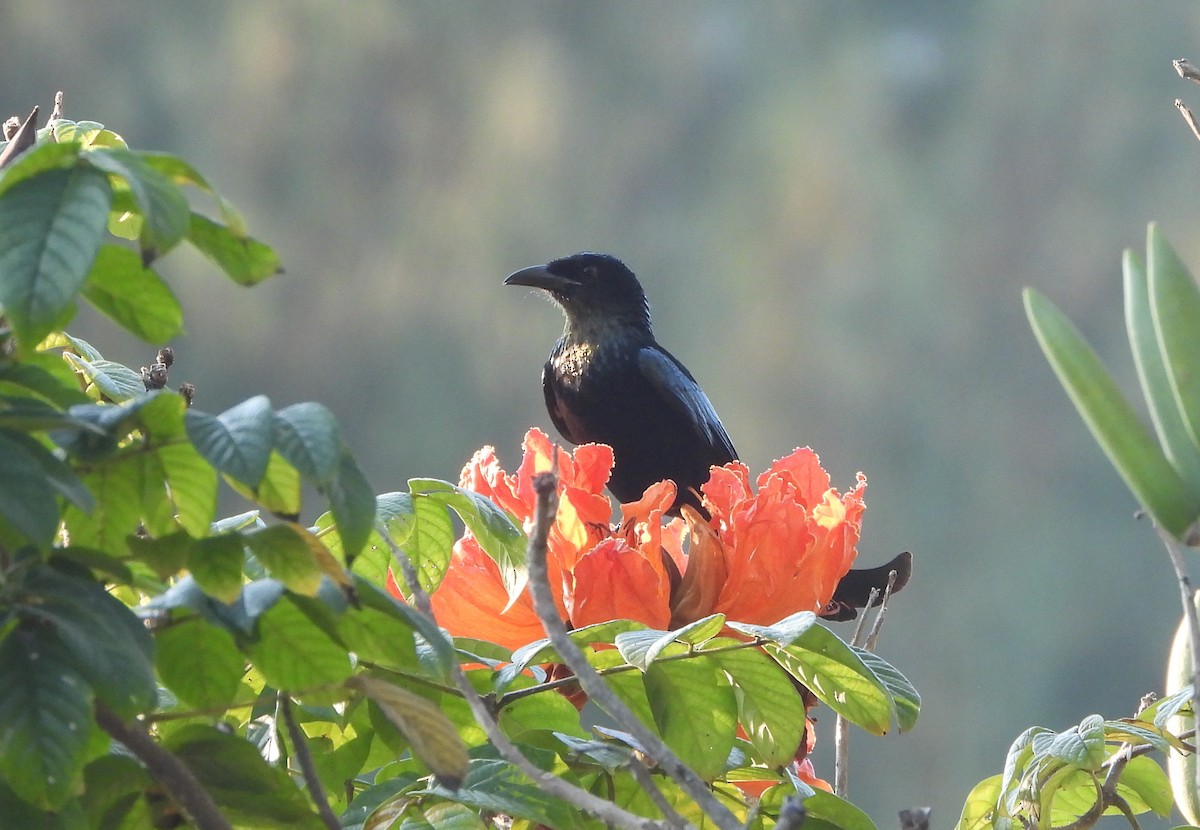 髮冠卷尾 - ML648832476