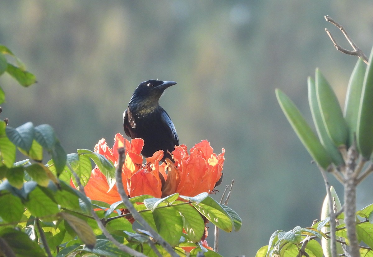 髮冠卷尾 - ML648832477