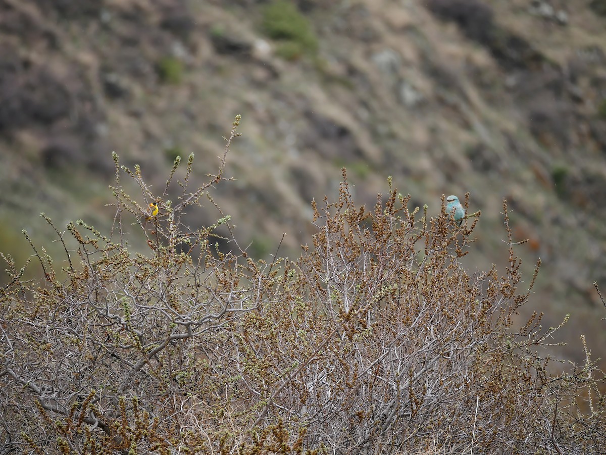 European Roller - ML648832531