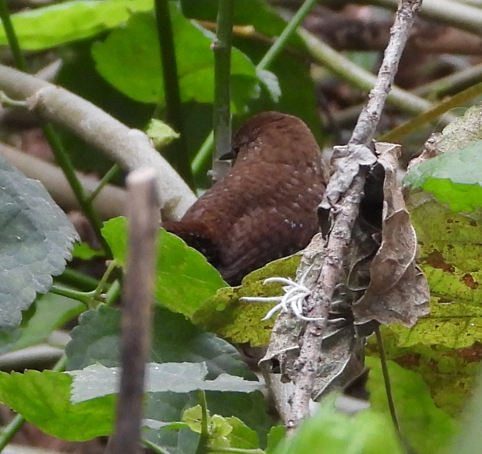 Winter Wren - ML648832694