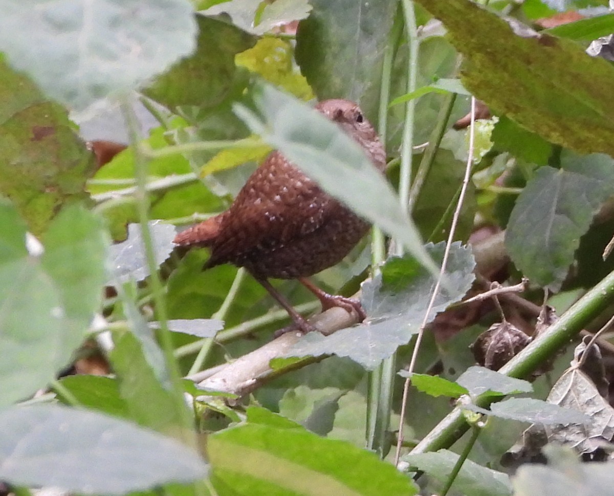 Winter Wren - ML648832695