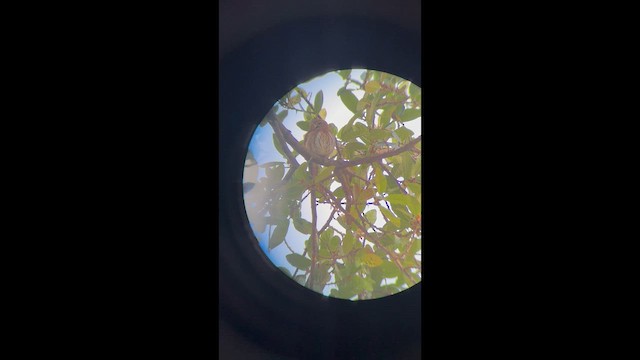 Ferruginous Pygmy-Owl - ML648832827