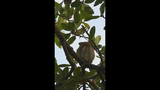 Ferruginous Pygmy-Owl - ML648832828