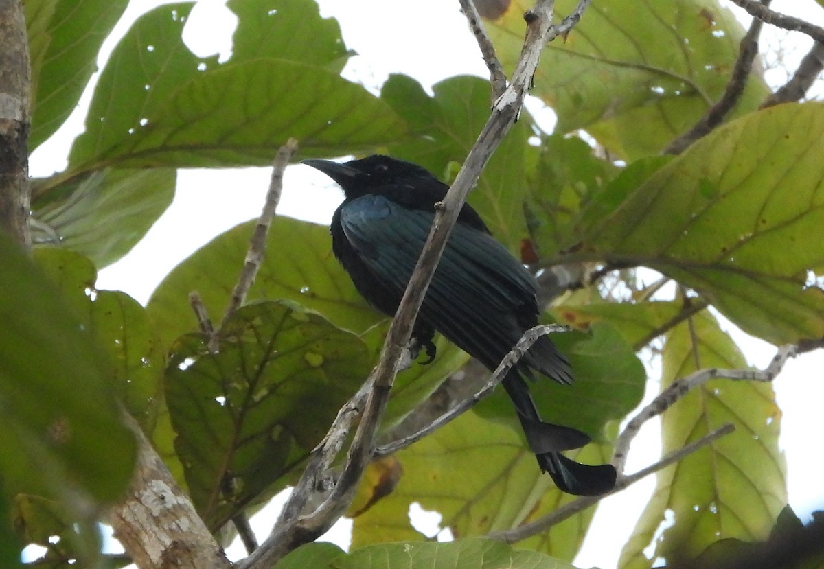 髮冠卷尾 - ML648832955