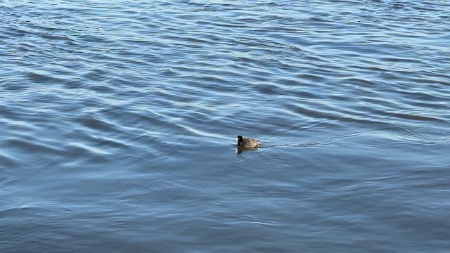 American Coot - ML648833300