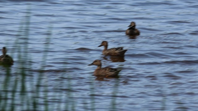 Blue-winged Teal - ML648833333