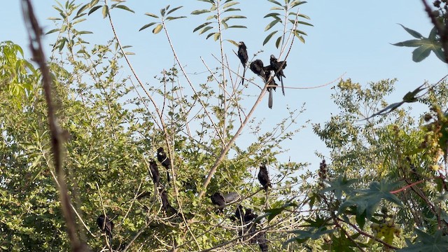 Groove-billed Ani - ML648833467