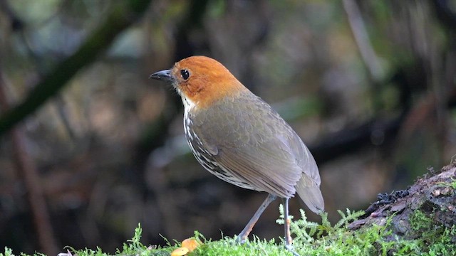 Chestnut-crowned Antpitta - ML648833562
