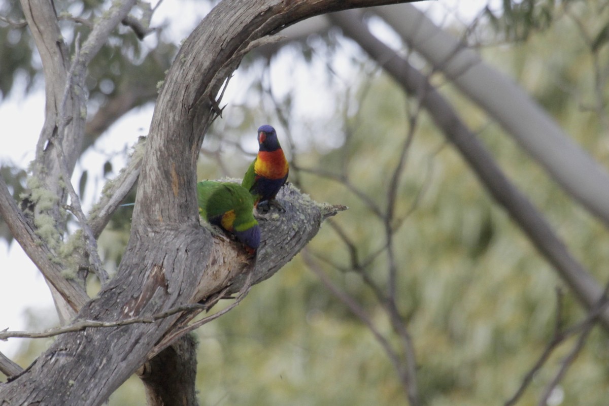 Rainbow Lorikeet - ML64883371