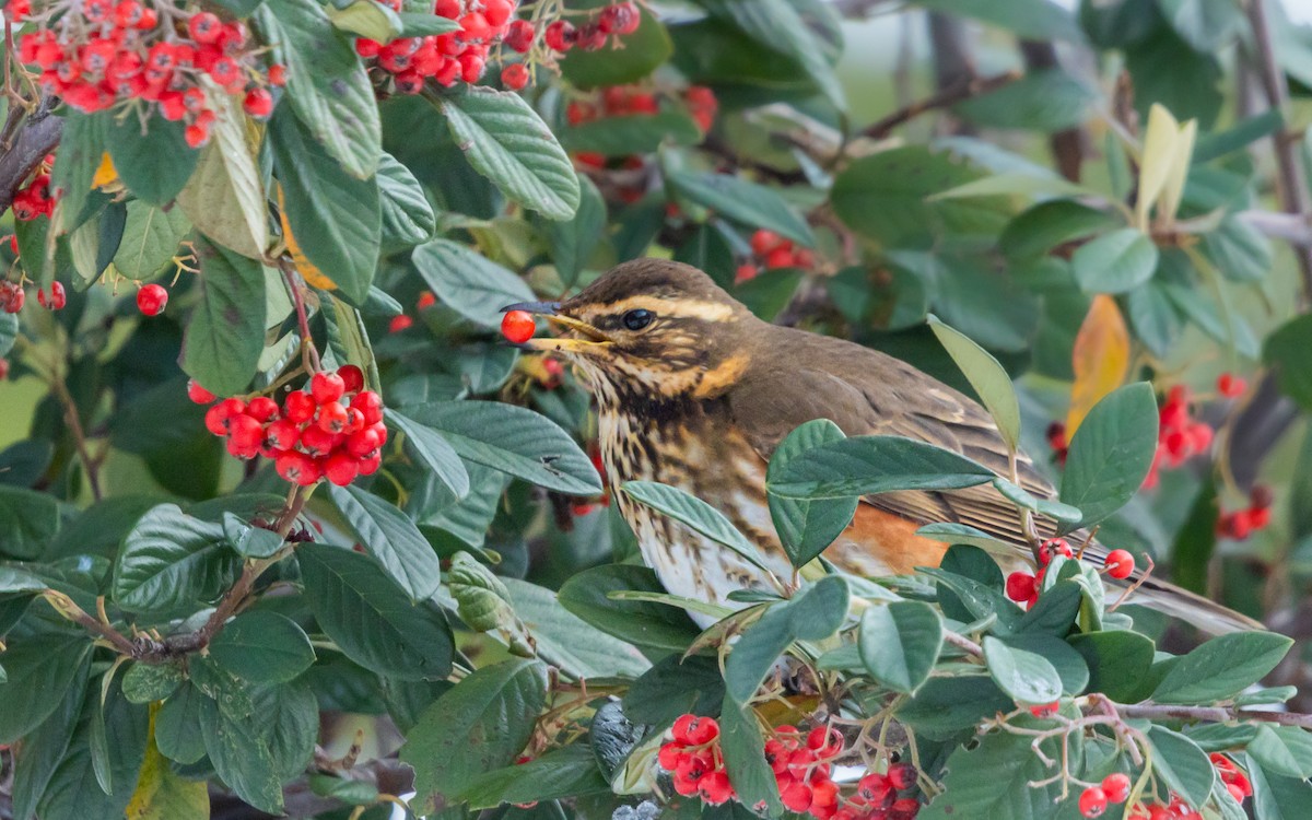 Zorzal Alirrojo - ML648834483