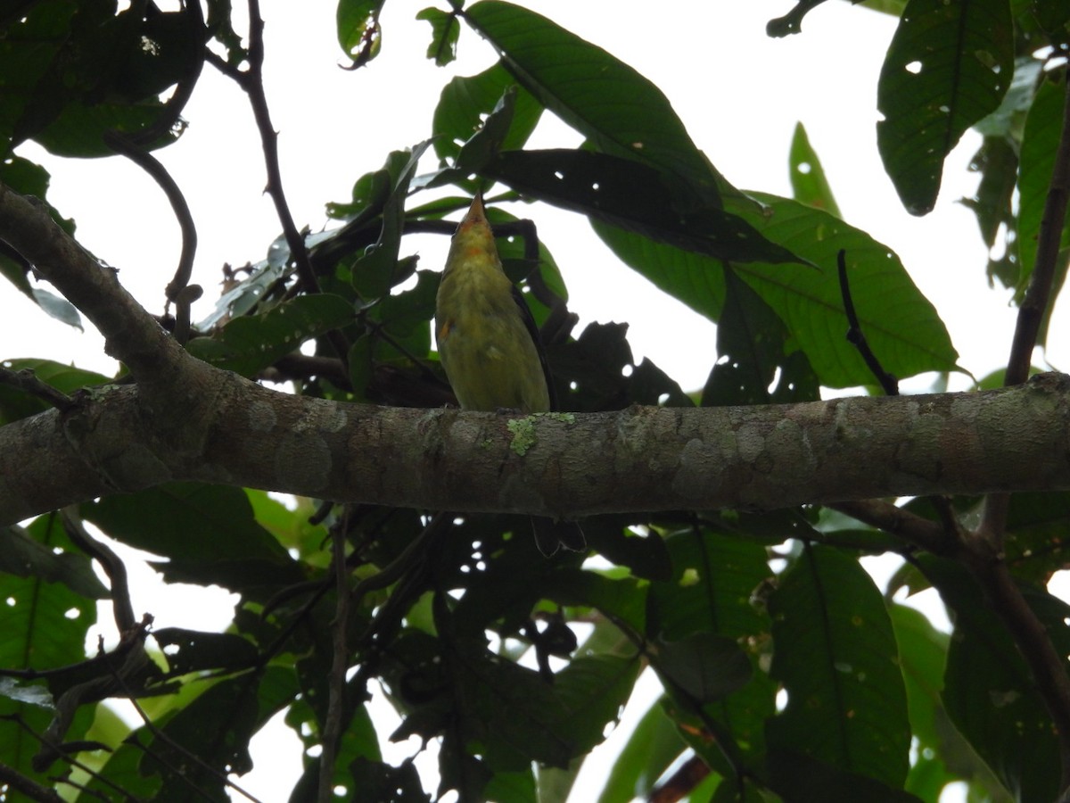 Scarlet Tanager - ML648835366