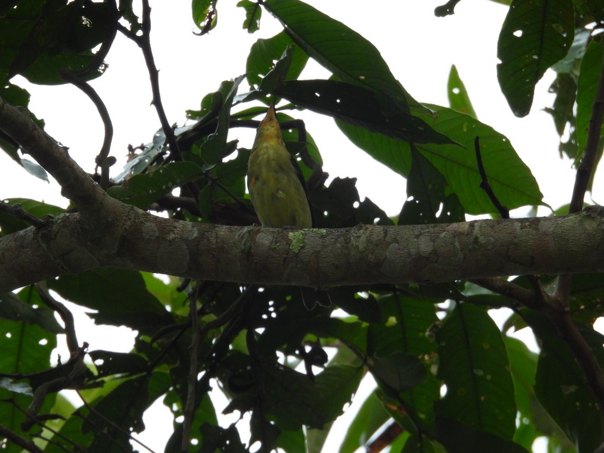 Scarlet Tanager - ML648835367