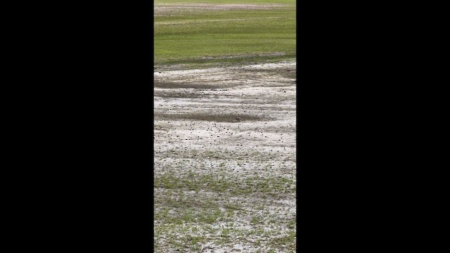 Horned Lark - ML648835463