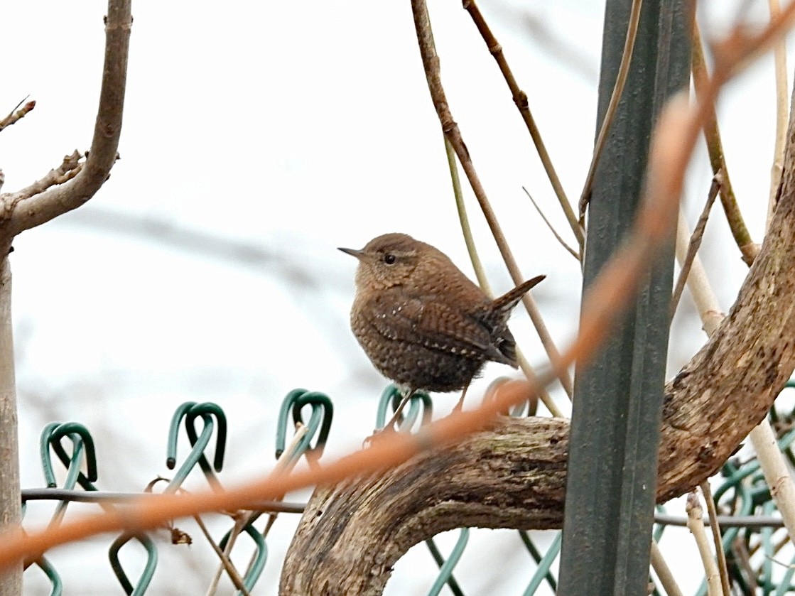 Winter Wren - ML648835760