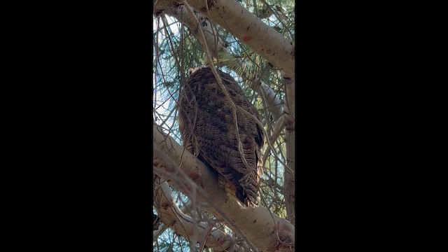Great Horned Owl - ML648835878