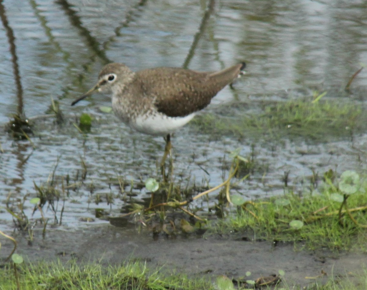 Solitary Sandpiper - ML648836062