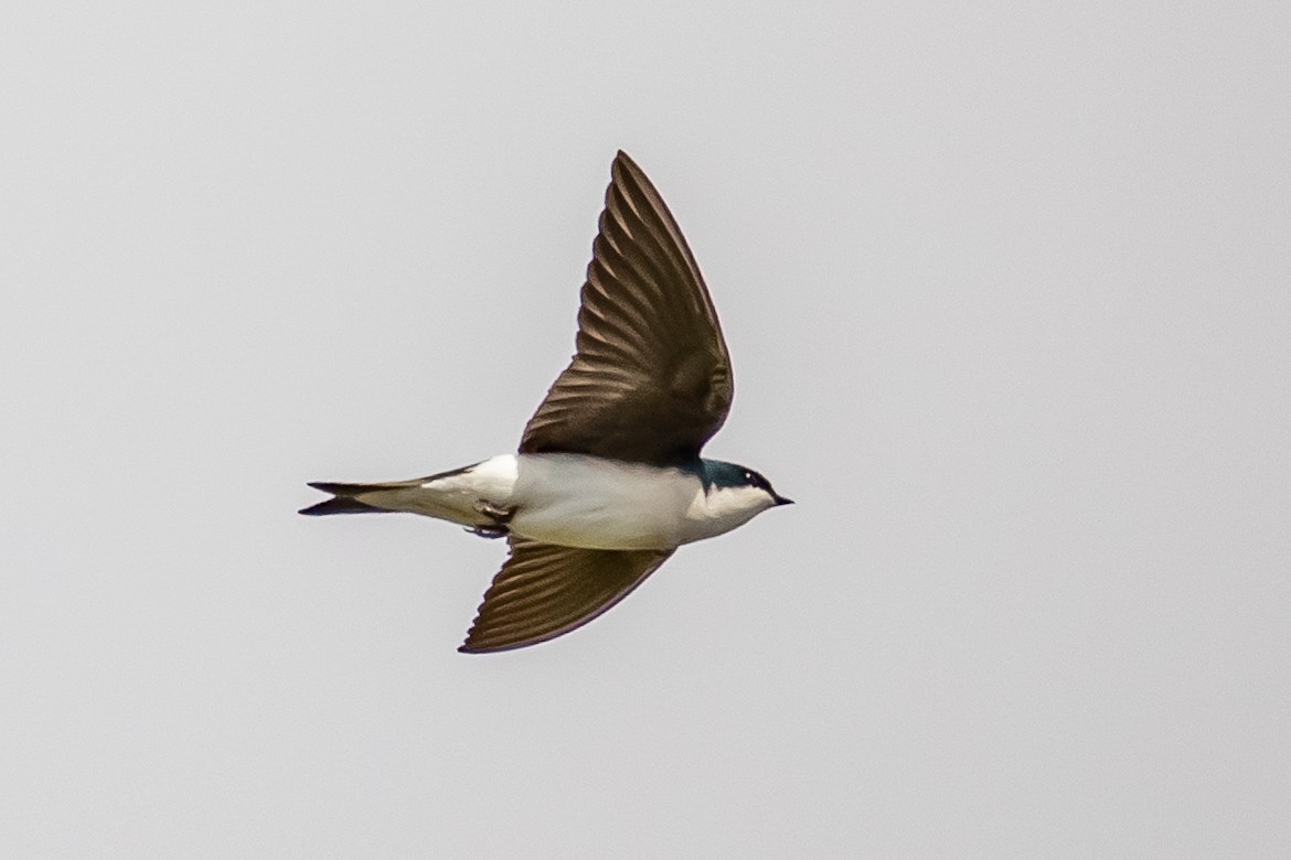 Tree Swallow - ML648836864