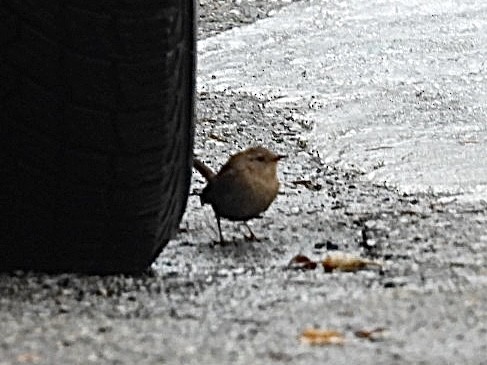 Winter Wren - ML648837015