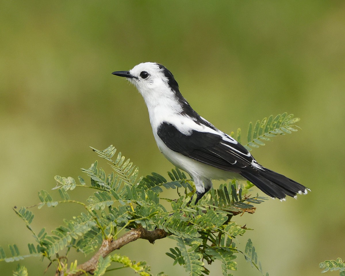 Pied Water-Tyrant - ML648837132