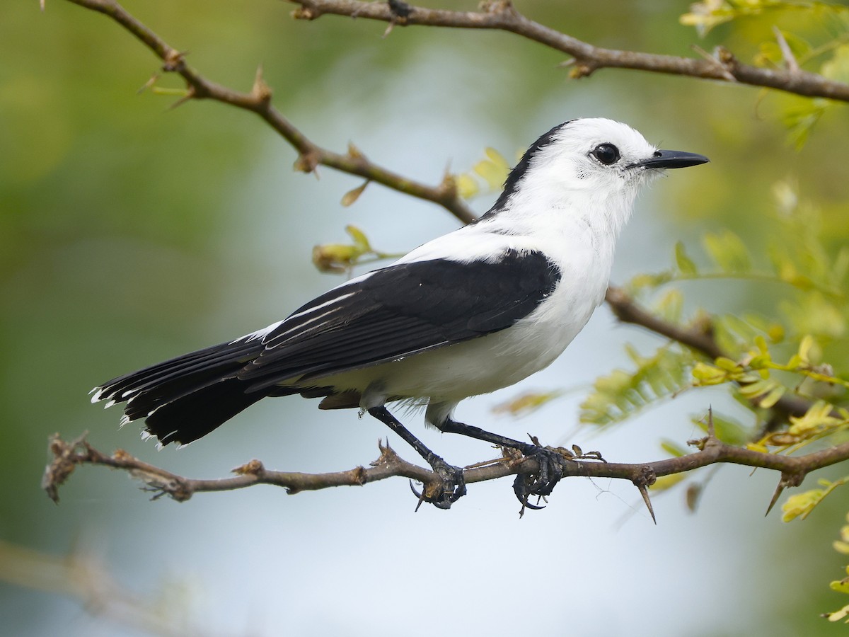 Pied Water-Tyrant - ML648837133
