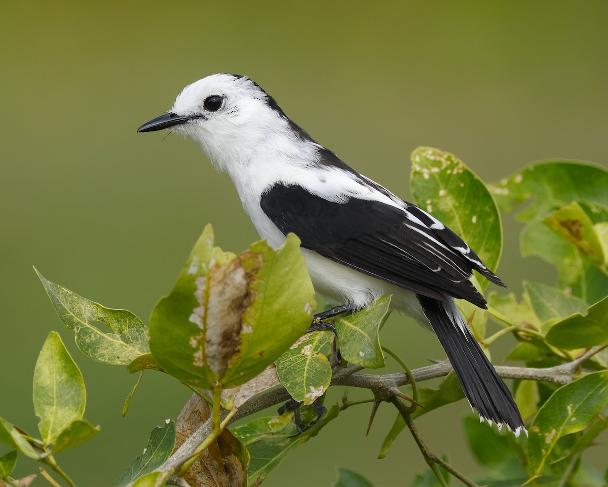 Pied Water-Tyrant - ML648837134