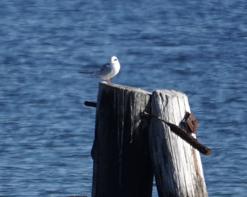 Forster's Tern - ML648837164