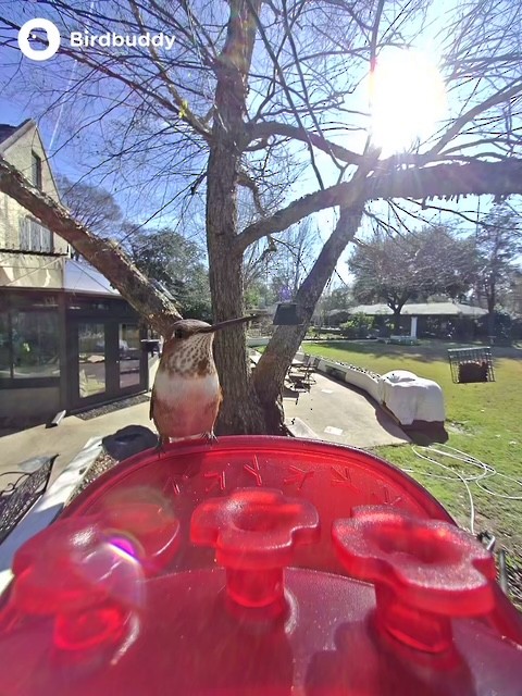 Rufous Hummingbird - ML648837167