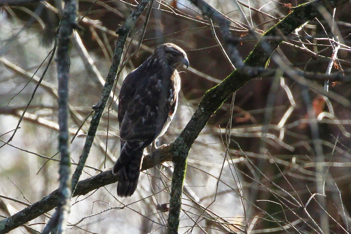 Zapelatz buztangorria - ML648837174