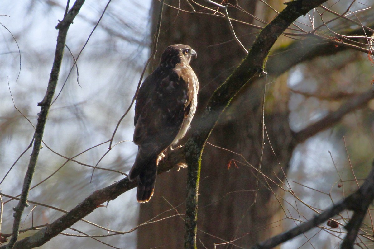 Zapelatz buztangorria - ML648837175