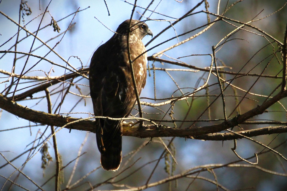 Zapelatz buztangorria - ML648837176