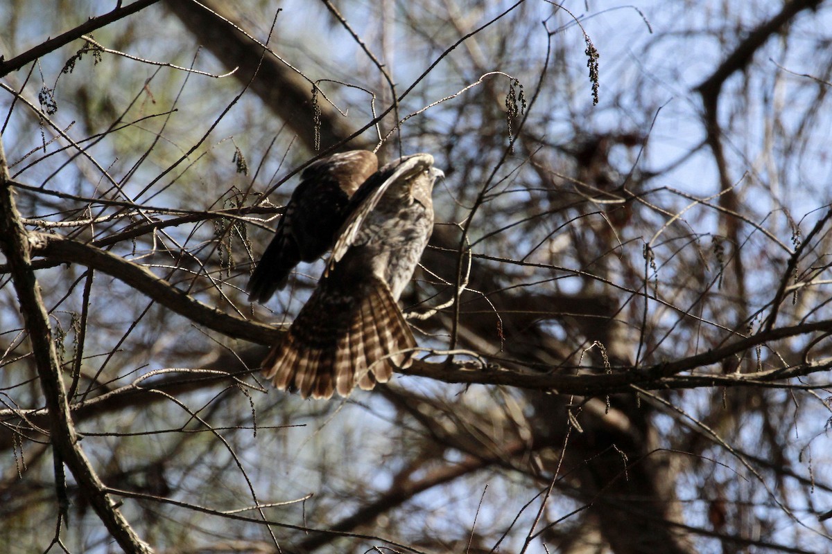 Red-shouldered Hawk - Connie Guillory