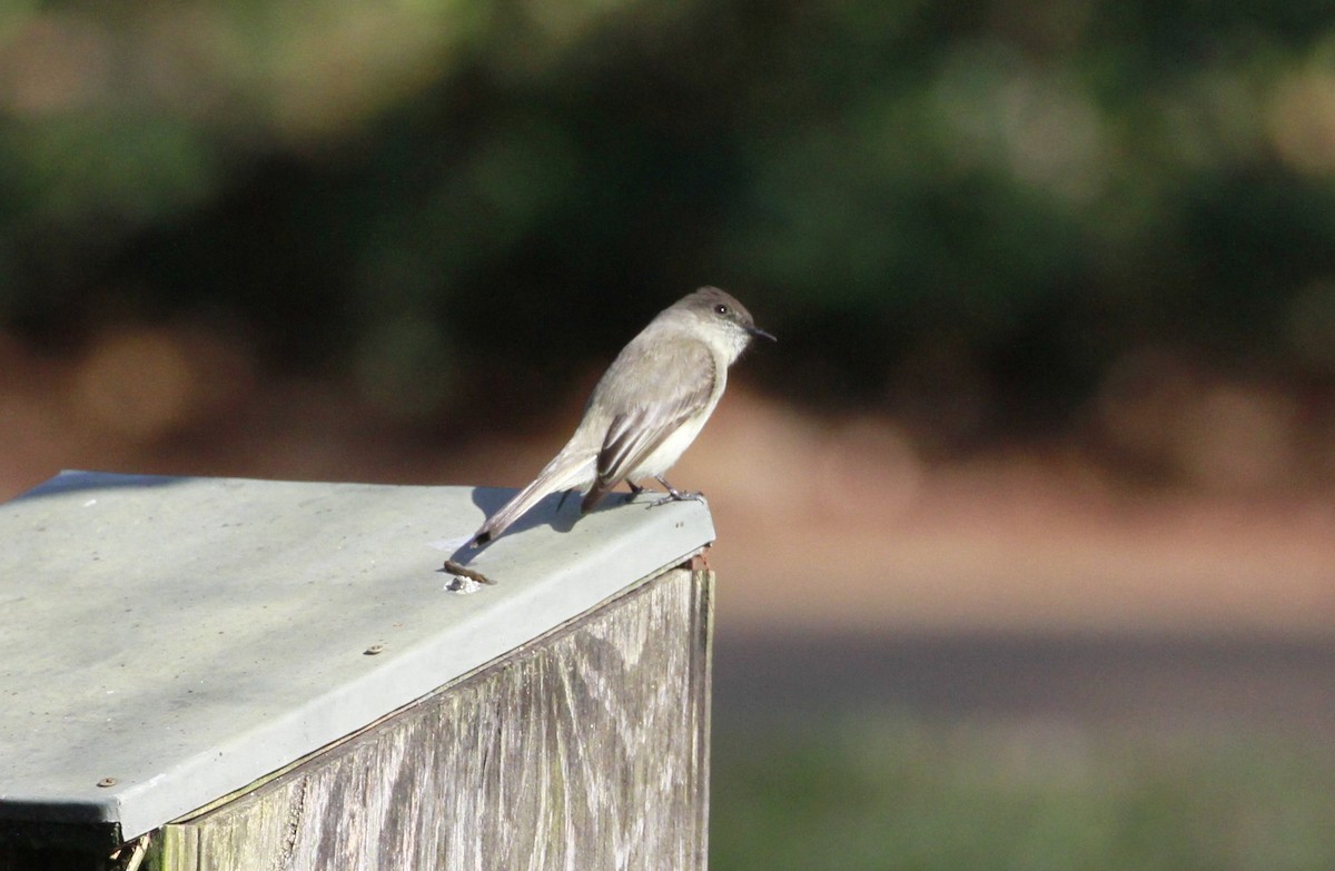 Светлобрюхий фиби - ML648837190