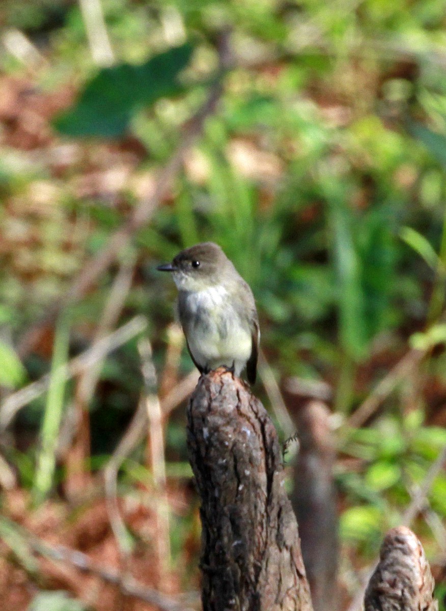 Eastern Phoebe - ML648837191